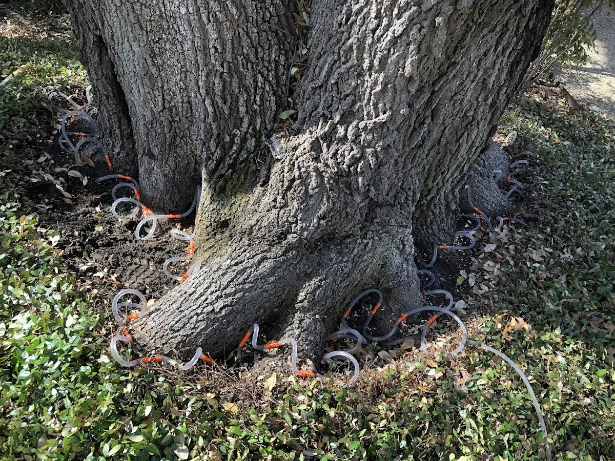 Detailed Tree Cabling and Bracing job site in Lupton