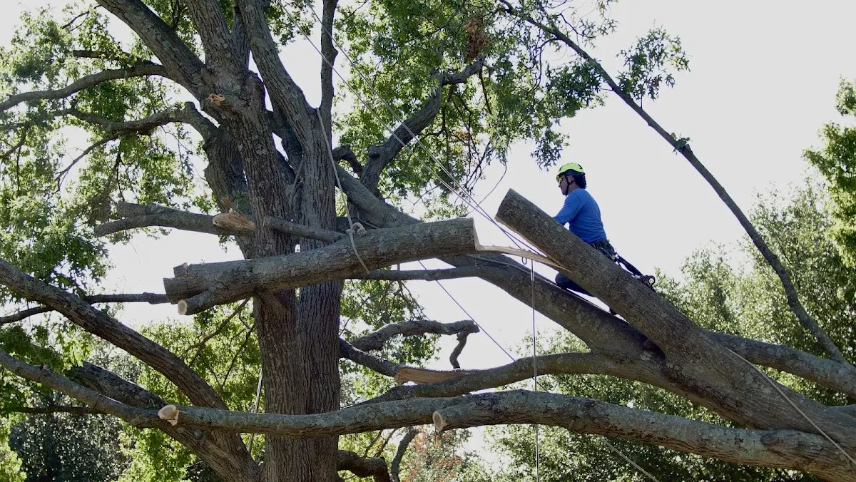 Professional Crown Thinning performed by certified arborists in Lupton